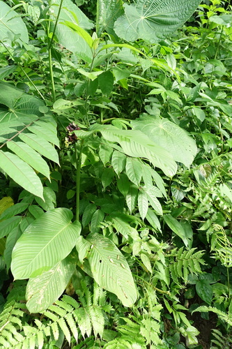 Goeppertia latifolia, photograph 6