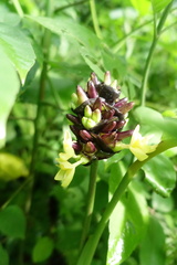 Goeppertia latifolia, photograph (c) Eric Schmidt, some rights reserved (CC BY)