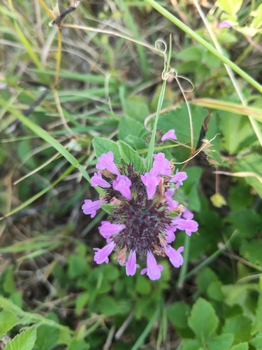 Wild Basil