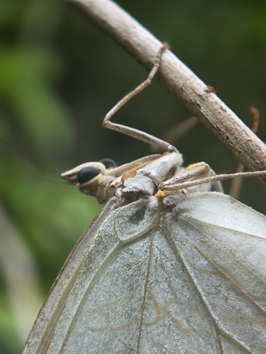 White Morpho (Morpho polyphemus)