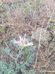 Astragalus succumbens
