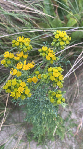 ragwort