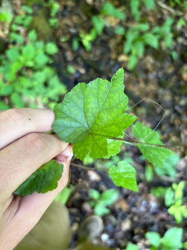 Tiarella wherryi, photograph 6