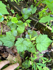 Tiarella wherryi