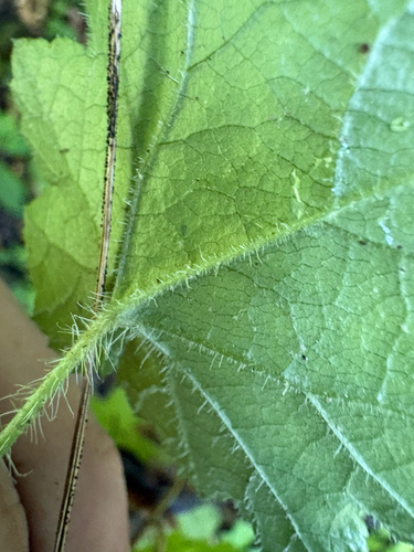 Tiarella wherryi, photograph 4