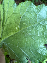 Tiarella wherryi, photograph author not stated, no rights reserved