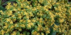Sedum formosanum