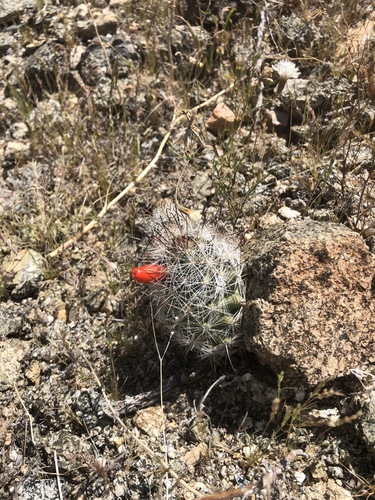 iNaturalist observation photo of Common Fishhook Cactus