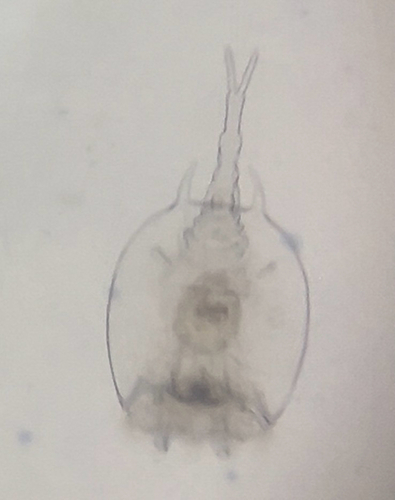 Platyias quadricornis