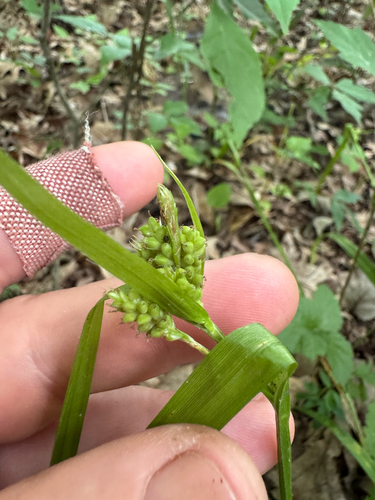 Carex blanda observed 2026-07-02