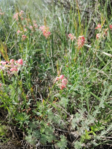 Scarlet Beeblossom