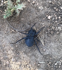 Microschatia inaequalis