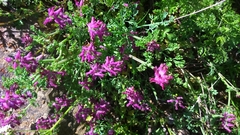 Fumaria densiflora