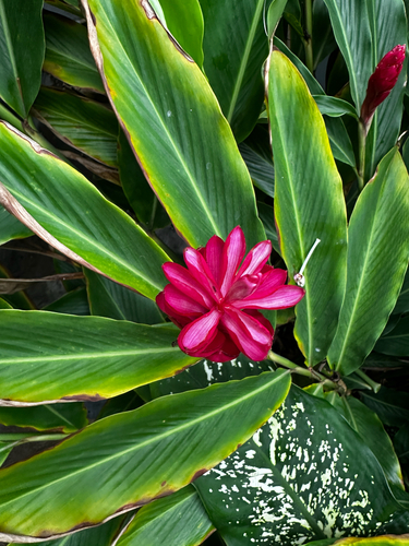 Red Ginger