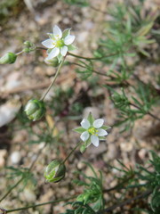 Spergula morisonii