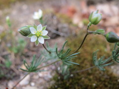 Spergula morisonii