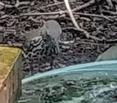 Toxostoma longirostre