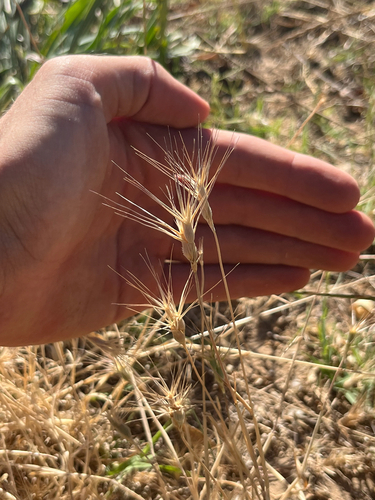 Aegilops geniculata observed 2026-07-02