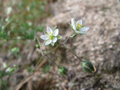 Spergula morisonii