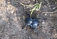 Microschatia inaequalis