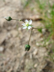 Spergula morisonii