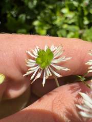 Trautvetteria fonticalcarea, photograph Niyan Shehan, CC0, iNaturalist via GBIF