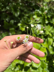Trautvetteria fonticalcarea, photograph Niyan Shehan, CC0, iNaturalist via GBIF