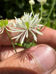 Trautvetteria fonticalcarea, photograph Niyan Shehan, CC0, iNaturalist via GBIF