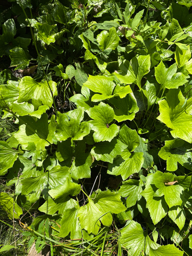 Trautvetteria fonticalcarea