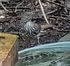 Toxostoma longirostre