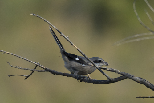 Iberian Grey Shrike