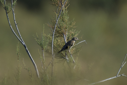 European Goldfinch