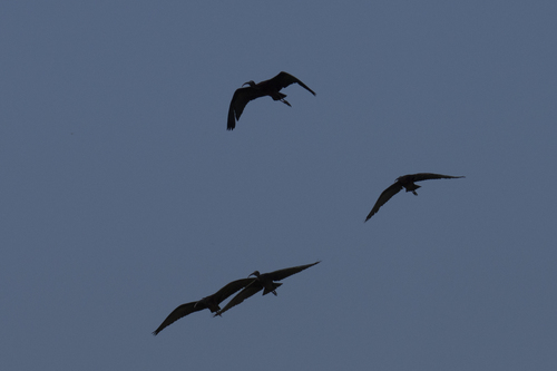 Glossy Ibis