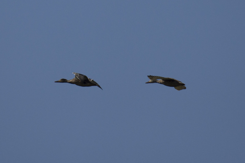 Mallard