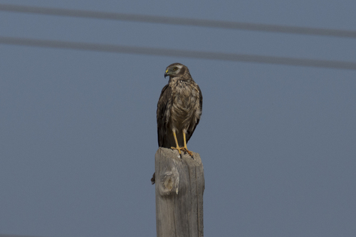 Montagu's Harrier