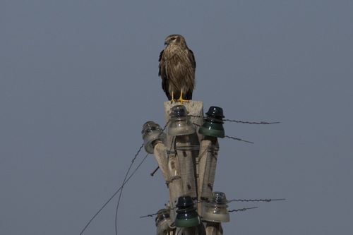 Montagu's Harrier