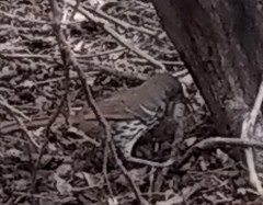 Toxostoma longirostre