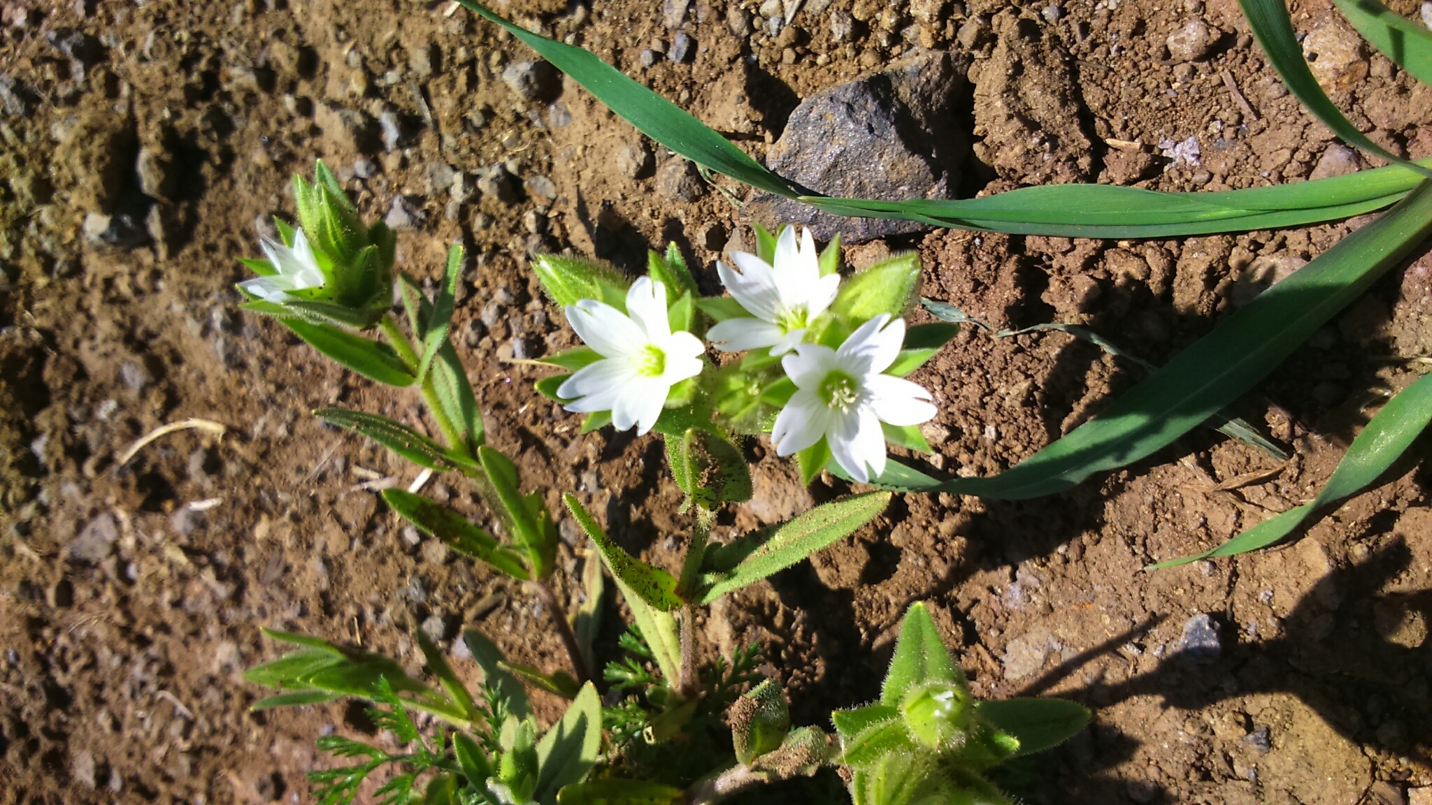 Cerastium dichotomum