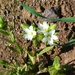 Forked Mouse-ear Chickweed - Photo (c) אריאל שמיר, some rights reserved (CC BY-NC), uploaded by אריאל שמיר
