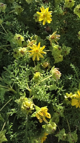 Lecocarpus pinnatifidus observed 2026-06-25