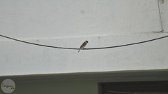 Sporophila morelleti