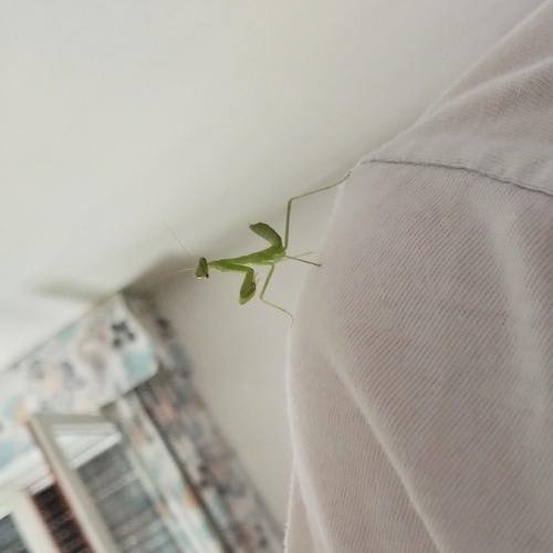 Transcaucasian Giant Mantis