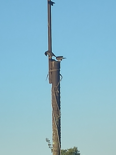 Common Myna