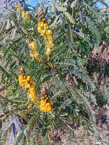 Peanut-Butter Cassia