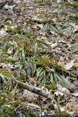 Careyanae