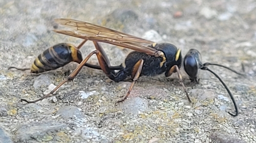 Asian Mud-dauber Wasp