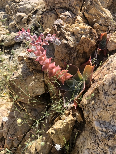 iNaturalist observation photo of Arizona chalk dudleya