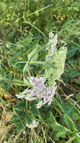 hogweed