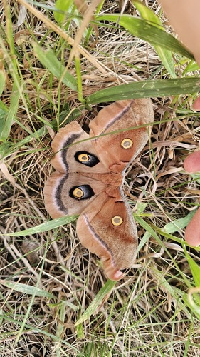 Polyphemus Moth