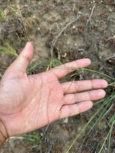 Hesperostipa comata, photograph 6